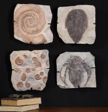FOSSIL PLAQUES